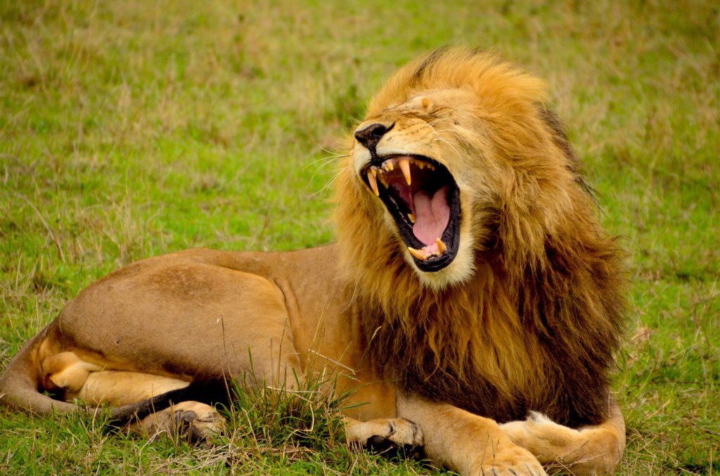A lion roaring about bad SEO practices