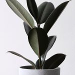 A green leafy plant with a grey background